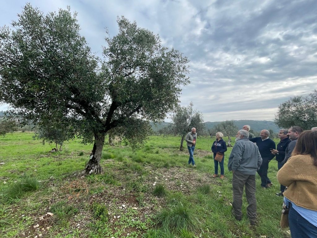 Dia Mundial da Oliveira assinalado com visita de campo